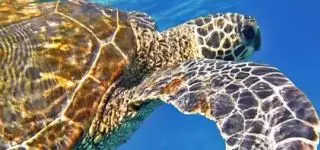sea turtle