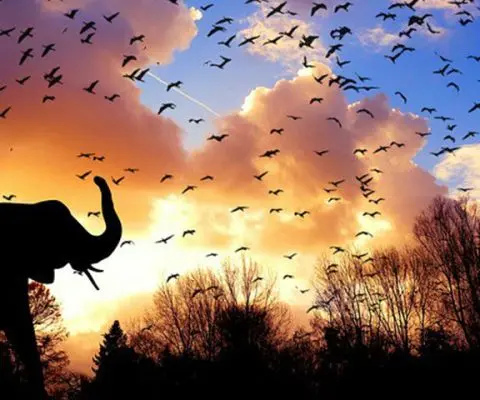 Birds and elephants against African sunset