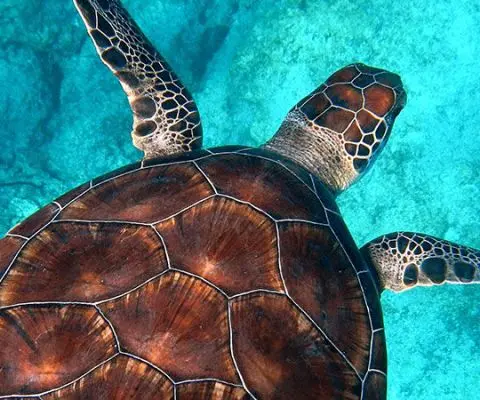 Sea Turtle in Water