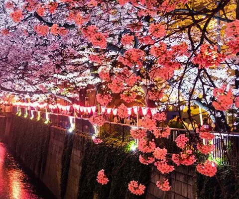Meguro River, Matsuno, Japan