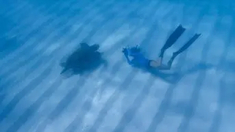 Diver photographing sea turtle underwater.