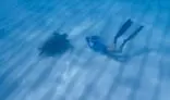 Diver photographing sea turtle underwater.