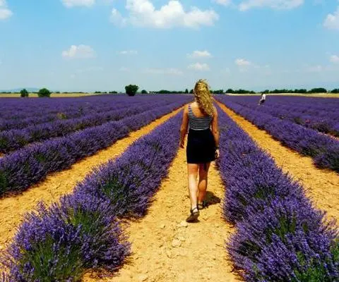 Girl walking through a lavender field in Aix en Provence, France