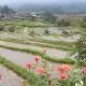 Rice Terrace