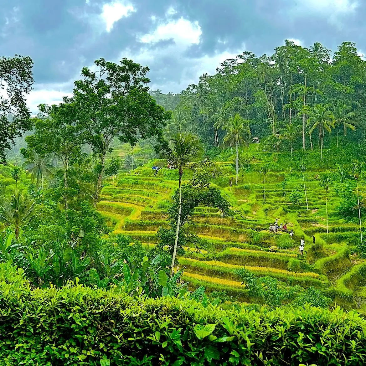 Lush green terraced rice fields with palm trees under a cloudy sky.