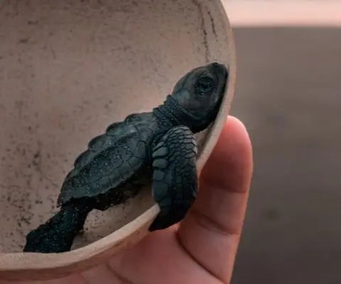 study marine biology abroad