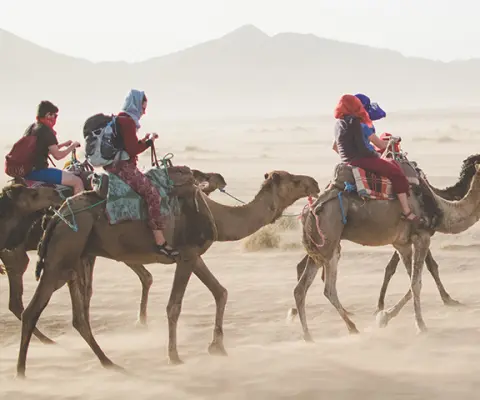 camel caravan through the desert