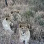 Lions in South Africa Dinokeng Game Reserve
