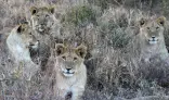 Lions in South Africa Dinokeng Game Reserve
