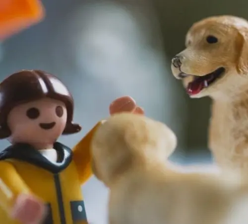 Animal Volunteering for Beginners